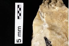Foto (Detailansicht) von Cycloprosopon stenofrons (Schweitzer & Feldmann, 2010) (NHMW-GEO-1990-0041-0378)